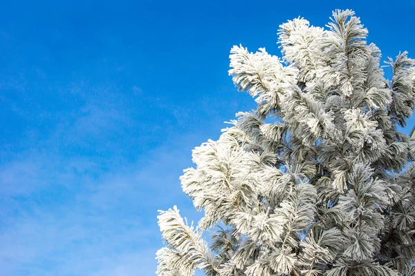 Tall gren täckt med frost från svår frost mot bakgrund av den djupa himlen, selektivt fokus — Stockfoto