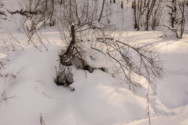 Ağaç gövdeleri ve dallar arasında karla kaplı bir derede hayvan izleri var.