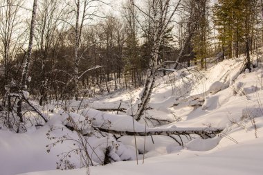 Karla kaplı ağaçlar dere boyunca uzanır.
