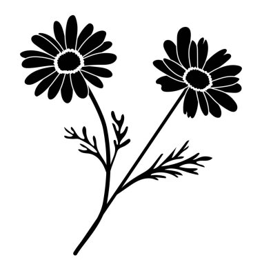 Black-and-white silhouette of chamomile Matricaria chamomilla vector, ideal for pattern, decor, design, and natural cosmetic or wellness uses also.