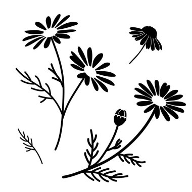Stylish vector set of chamomile flower silhouettes Matricaria chamomilla in black and white, perfect for design, decor, and natural cosmetics.