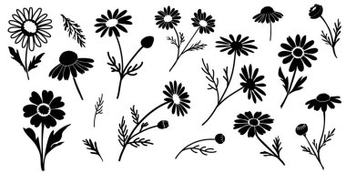 Stylish vector set of chamomile flower silhouettes Matricaria chamomilla in black and white, perfect for design, decor, and natural cosmetics.