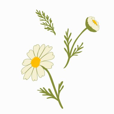 Elegant vector set of chamomile flowers Matricaria chamomilla with leaves and stems. Perfect for design, cosmetics, medicine, and natural decor.