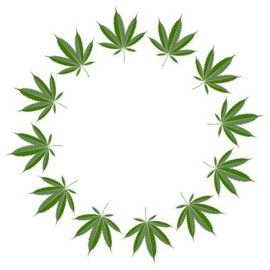 Kenevir yaprağı çelengi, tıbbi esrar, cbd markalaşması, ambalaj ve ürün etiketleri için ideal, beyaz zemin üzerinde sıkı dairesel bir şekilde düzenlenmiş vektör illüstrasyonu.
