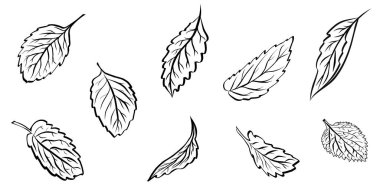 Minimalist el yapımı botanik çizgisi, nane ya da biberiye yaprağı. Bitkisel çay etiketleri, organik kozmetik ürünleri, gıda ambalajları ve tıbbi tasarım için siyah ana hatlı vektör simgesi.