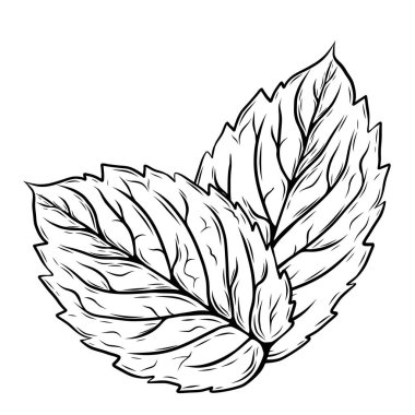 Minimalist el yapımı botanik çizgisi, nane ya da biberiye yaprağı. Bitkisel çay etiketleri, organik kozmetik ürünleri, gıda ambalajları ve tıbbi tasarım için siyah ana hatlı vektör simgesi.