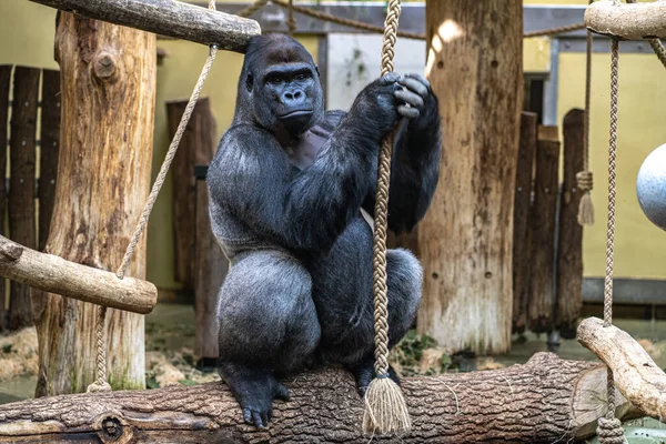 Gorille Est Assis Près Corde Tient Gros Plan Gorille Dans — Photo