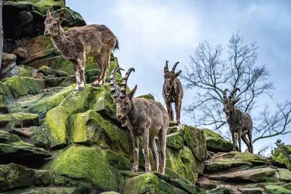 Ibex Siberiano Capra Sibirica Con Cuernos Está Pie Sobre Roca Fotos De Stock