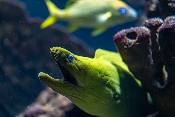 Grön Morey Muräna Familjen Muraenidae Tittar Vår Från Sitt Gömställe Stockfoto