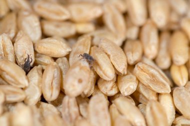 Buğday bitleri, parazitlerin istila ettiği buğdaylar.