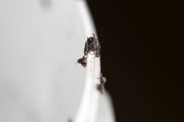 Bulanık arkaplandaki hataların yakın plan görüntüsü