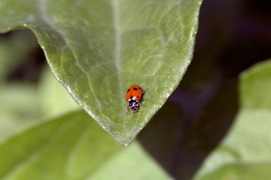 Yaprak üzerinde uğur böceğinin yakın plan görüntüsü