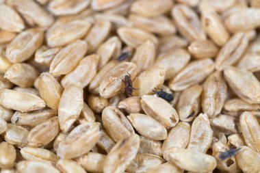 Buğday bitleri, parazitlerin istila ettiği buğdaylar.