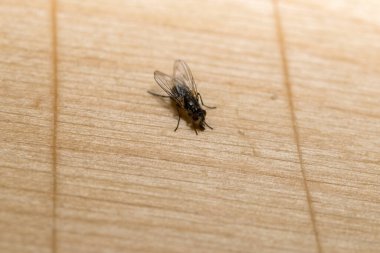 Böceğin makro görüntüsü. Tahta arka planda uç