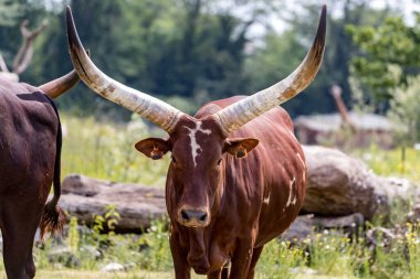 Bos taurus africanus, The Ankole-Watusi, bull with long horns clipart