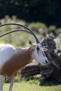 Yeşil çayırdaki kılıç boynuzlu antilop.