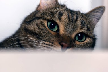 Avrupa Kısaltması, turuncu tekir kedisi