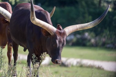 Bos taurus africanus, Ankole-Watusi
