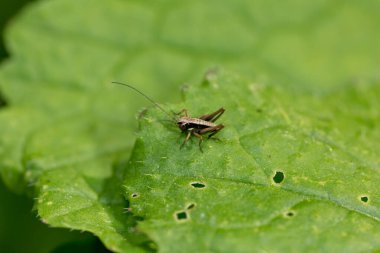 Vahşi doğada böceğe yakın çekim