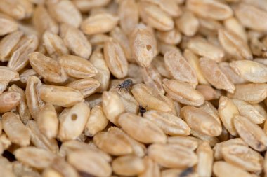 Buğday bitleri, parazitlerin istila ettiği buğdaylar.