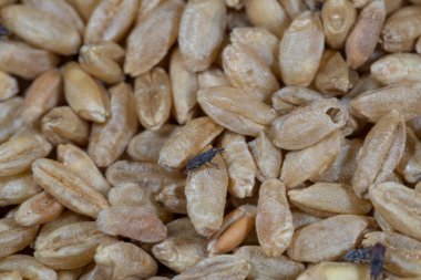 Buğday bitleri, parazitlerin istila ettiği buğdaylar.