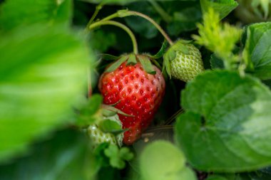 Sebze bahçesinde olgun çilek