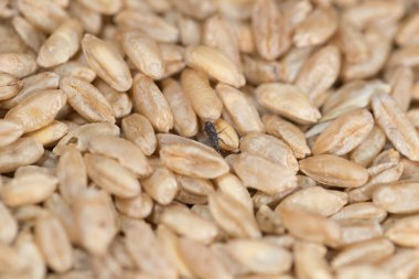 Buğday bitleri, parazitlerin istila ettiği buğdaylar.