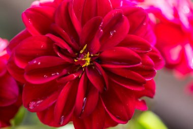 Kasımpatı, pembe anneler ya da kasımpatılar.