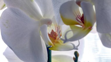 Phalaenopsis amabilis makro, güve orkidesi kapatın.