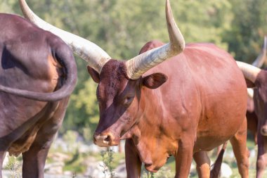 Bos taurus africanus, Ankole-Watusi