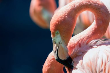 Şili flamingosu (Phoenicopterus chilensis)