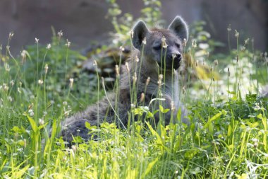 Yabanda otların arasında sırtlan