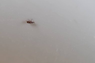 Beyaz arkaplandaki hatayı kapat