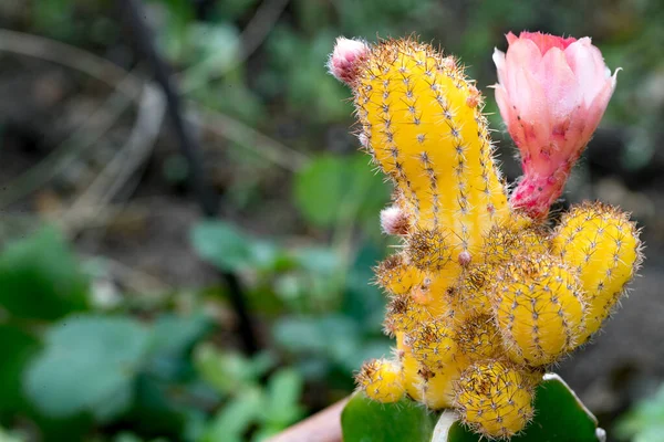 Hermosa Planta Flores Cactus Flor —  Fotos de Stock