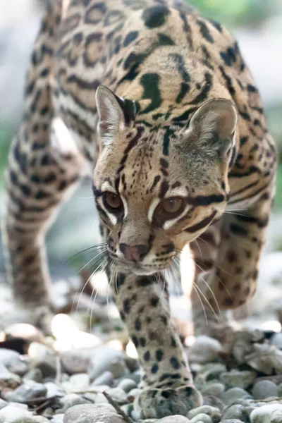 Blízký Pohled Ocelota Malou Divokou Kočku Leopardus Pardalis Kráčí Štěrku — Stock fotografie