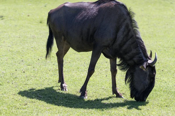 Connochaetes Taurinus Comune Gnu Pascolare Ritratto Brindled Gnu — Foto Stock