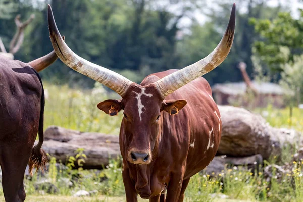 Bos Taurus Africanus Ankole Watusi Býk Dlouhými Rohy — Stock fotografie