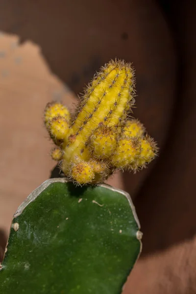 Close Green Yellow Cactus Pot — Stock Photo, Image