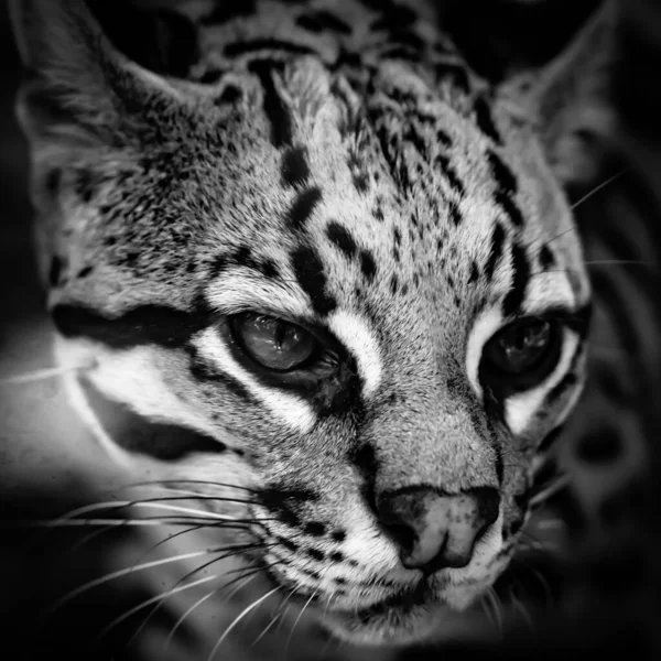 Ritratto Ocelot Faccia Ocelot Sfondo Sfocato — Foto Stock