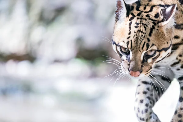 Ocelot Divoká Kočka Leopardus Pardalis — Stock fotografie