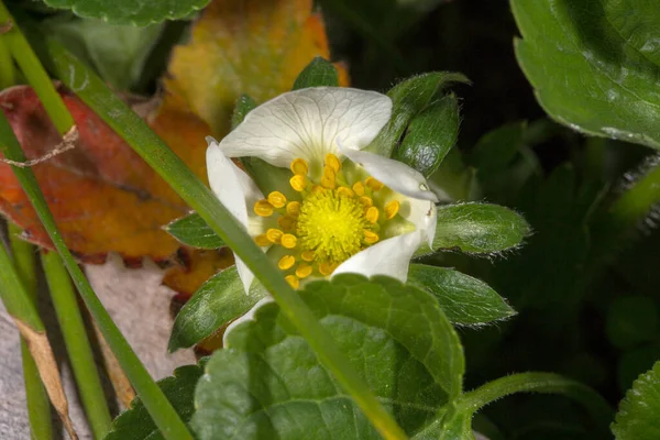 Hermoso Tiro Botánico Flor Fresa Cerca —  Fotos de Stock