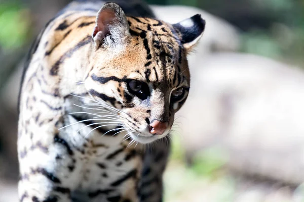 Ocelot Dziki Kot Leopardus Pardalis — Zdjęcie stockowe