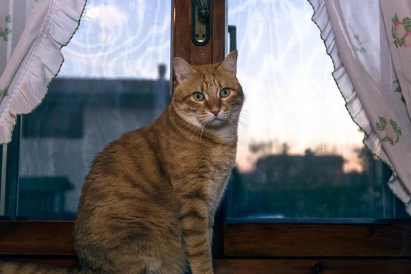 European Shorthair Window Orange Tabby Cat Sitting Front Window — Stock Photo, Image