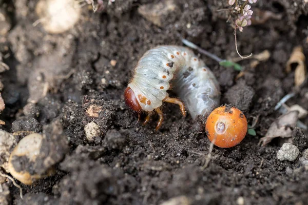 Kuřecí Žrádlo Maybug Žrádlo Nebo Broučí Žrádlo — Stock fotografie