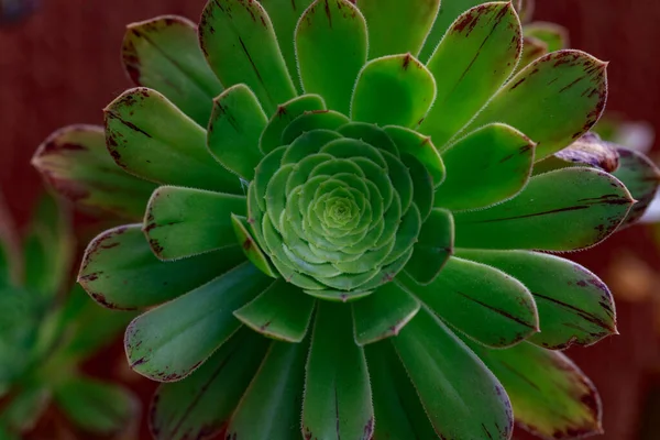 Boomhuiseeks Schotelplant Aeonium Undulatum — Stockfoto