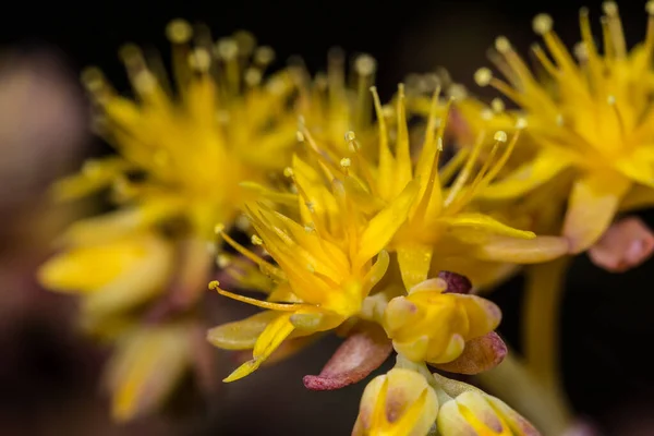Flowers Outstanding Succulent Plants Sedum Kimnachii Yellow Flower Sedum Decumbens — Stock Photo, Image