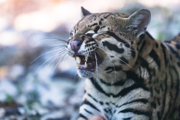 Portret Van Een Ocelot Wilde Kat Wazige Achtergrond — Stockfoto