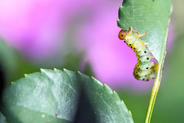 Arge Pagana Eats Rose Leaf Agridi Della Rosa — Stock Photo, Image