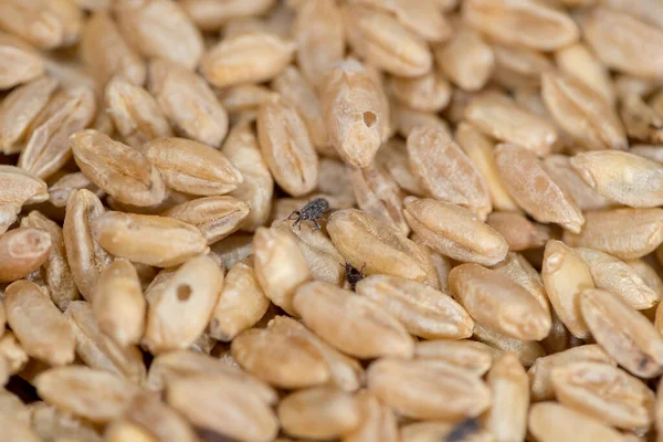 Buğday bitleri, parazitlerin istila ettiği buğdaylar.