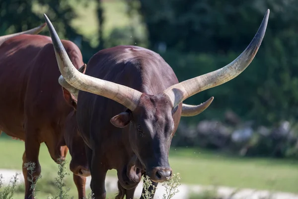 Bos Taurus Africanus Ankole Watusi — Stock fotografie